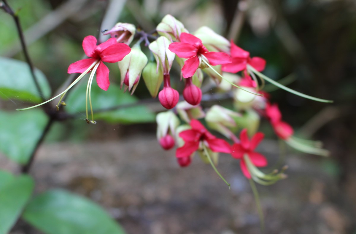 Clerodendrum × speciosum W.Bull